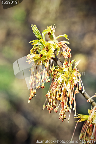 Image of Spring Leaves