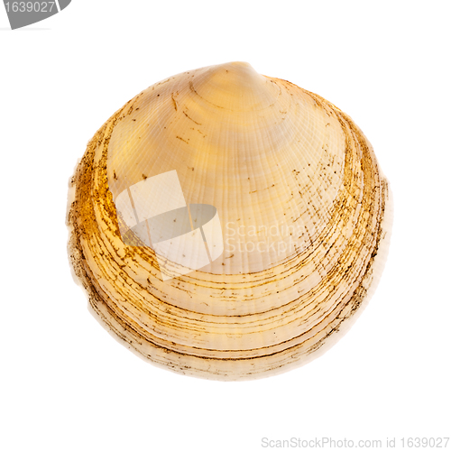 Image of Radial Seashell