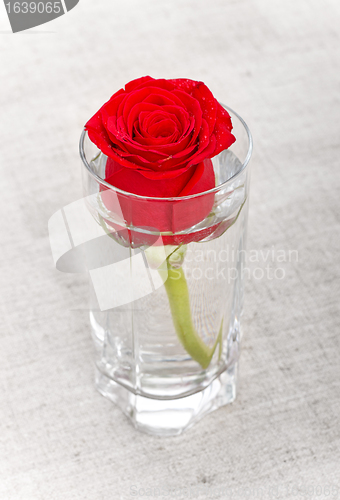 Image of Red Rose in Glass