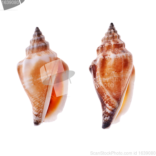 Image of Two Spiral Seashell