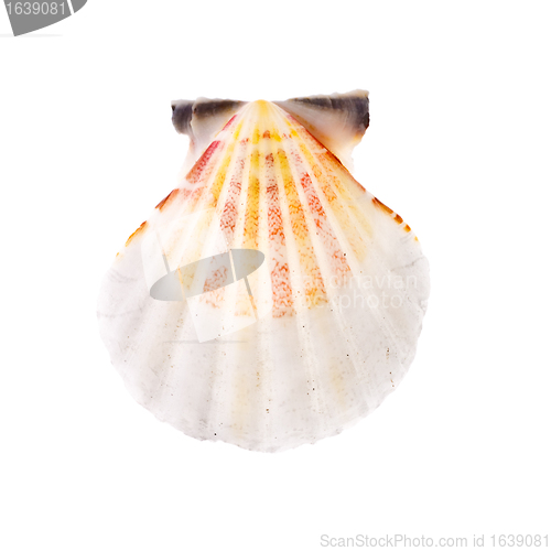 Image of Radial Seashell