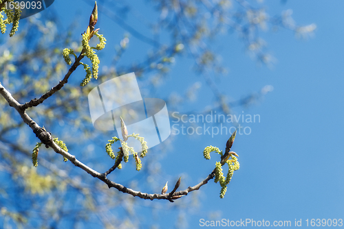 Image of Spring Branch