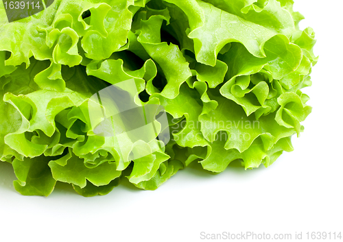 Image of Green Lettuce