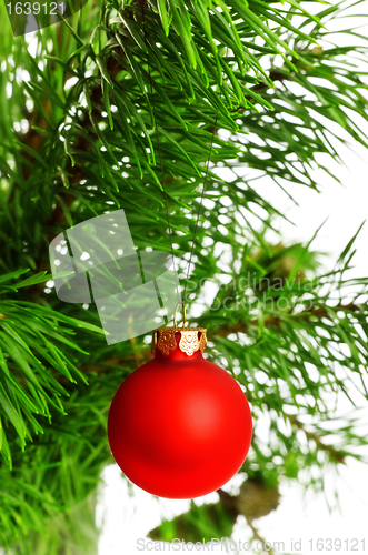 Image of red decoration ball on pine branch