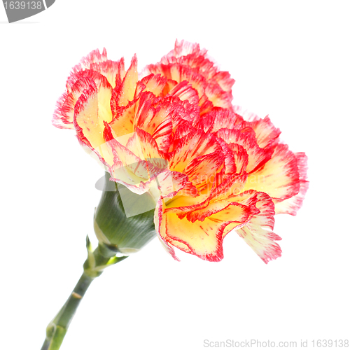 Image of Pink and Yellow Carnation
