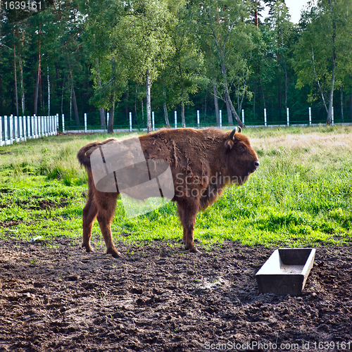 Image of Aurochs In Wildlife Sanctuary