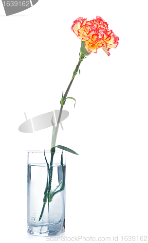 Image of Carnation in Glass