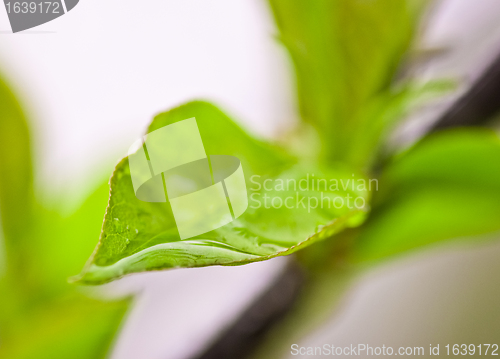 Image of Spring Leaves