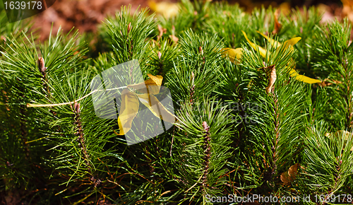 Image of shoots mountain spruce