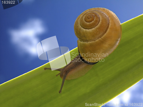 Image of Snail