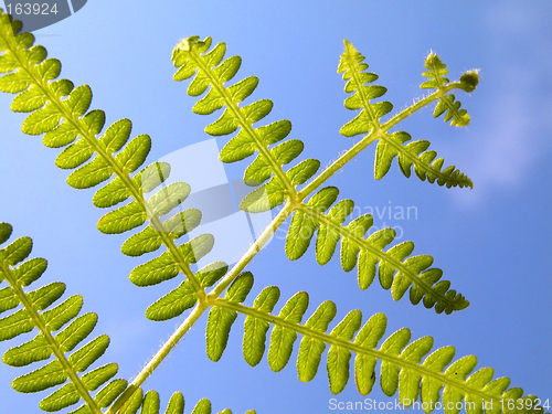 Image of Leaf on the sky.