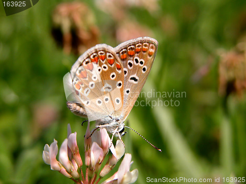 Image of Butterfly