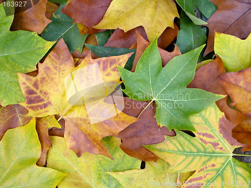 Image of colored,leafs