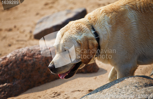 Image of labrador retriever