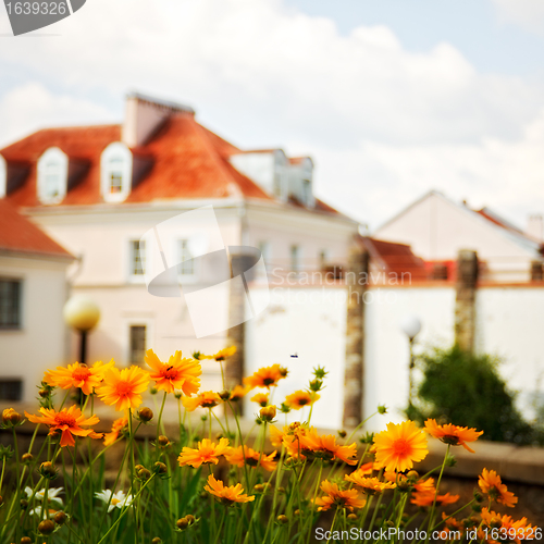 Image of daisies in front of house