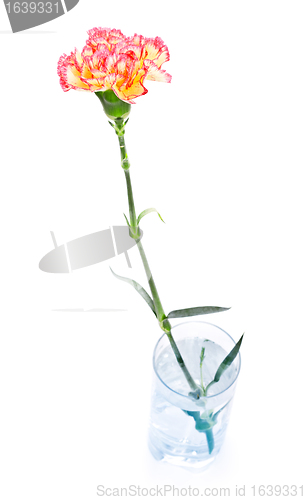 Image of Carnation in Glass