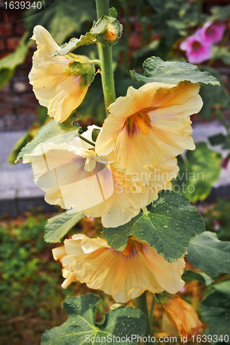 Image of mallow flowers