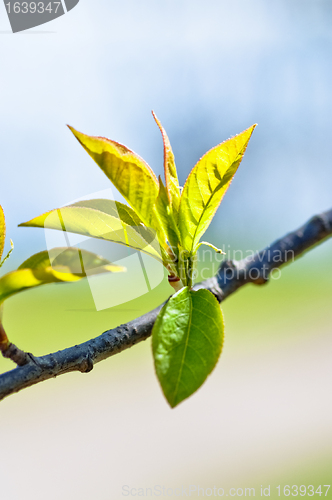 Image of Spring Leaves