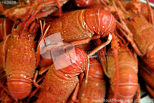 Image of Lobsters