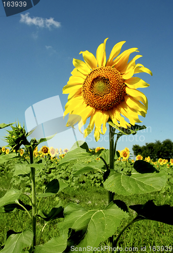 Image of Sunflower