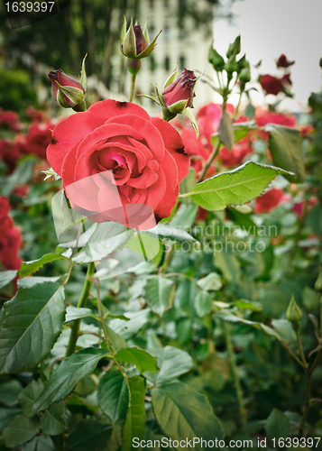 Image of roses flowerbed