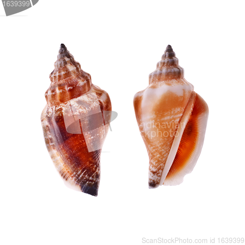 Image of Two Spiral Seashell