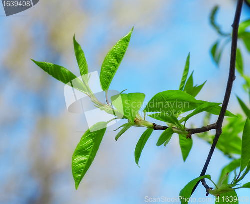 Image of Spring Leaves