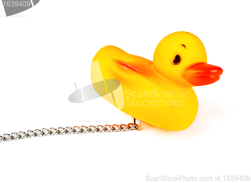 Image of toy duck for bath