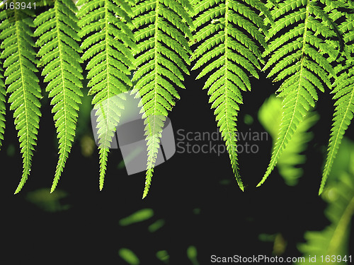 Image of Fern