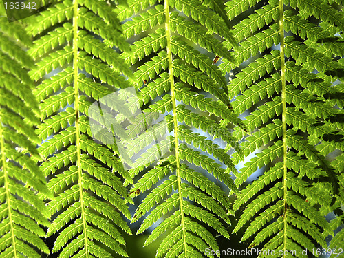 Image of Fern