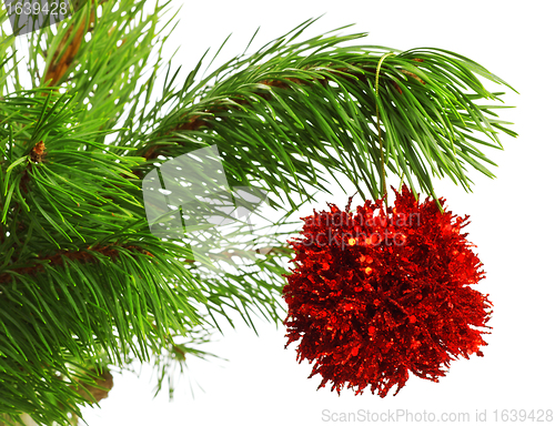 Image of decoration ball on pine branch