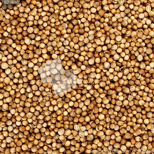 Image of coriander seeds