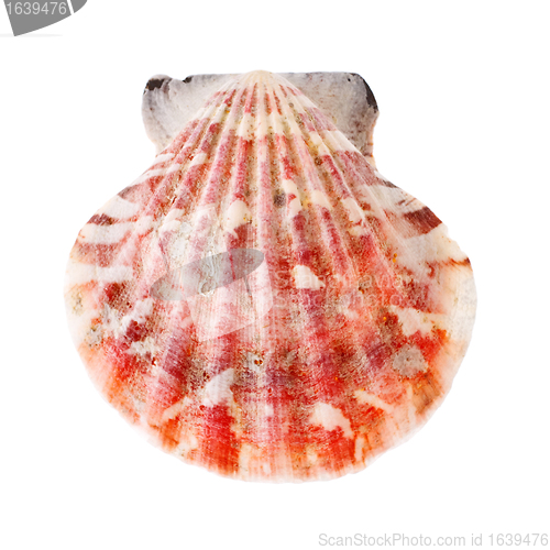 Image of Radial Seashell
