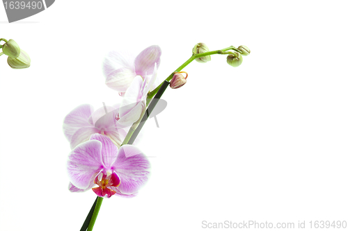 Image of Phalaenopsis