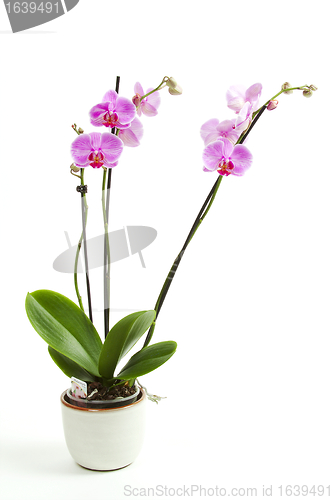 Image of Phalaenopsis