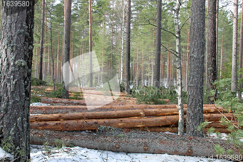 Image of Logging and forest thinning at spring