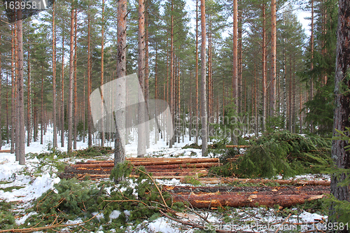 Image of Tree spacing in pine forest at spring