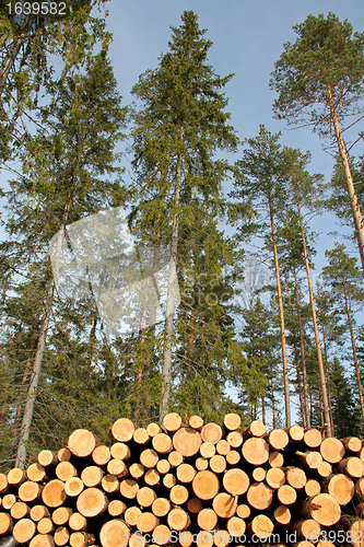 Image of Timber logs and tall spruce trees