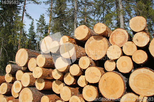 Image of Pine Logs and Spring Forest