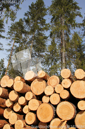 Image of Timber logs and sunny spring forest