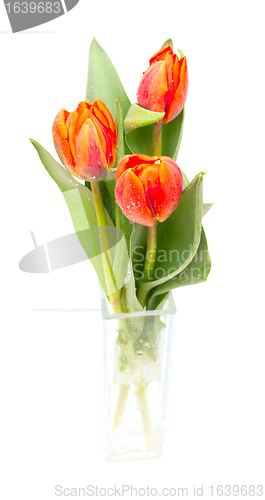 Image of Tulips