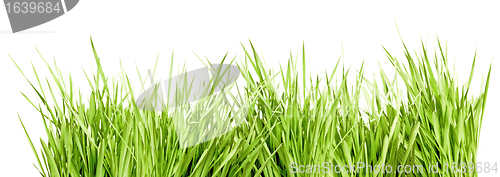 Image of Green Grass