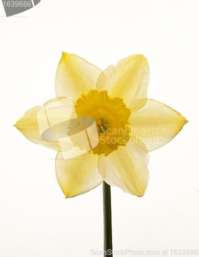 Image of Yellow Daffodil