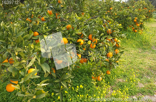 Image of Orange grove