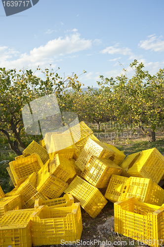 Image of Harvest