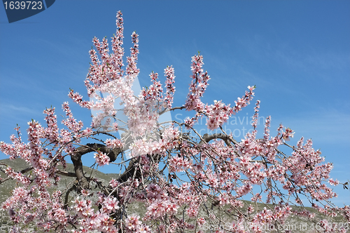 Image of Almond tree branches