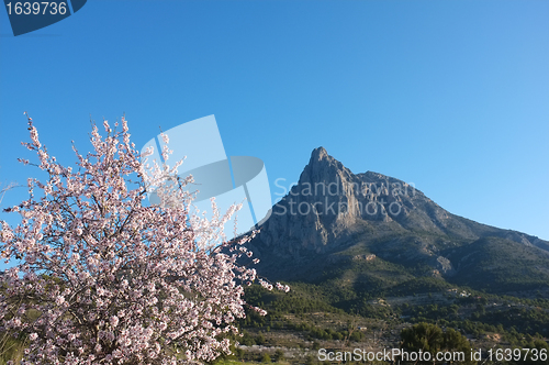 Image of Almond tree against the Puigcampana