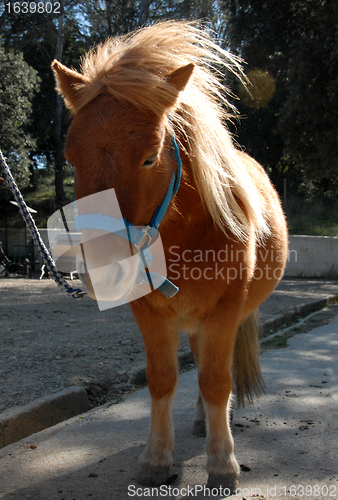 Image of shetland pony