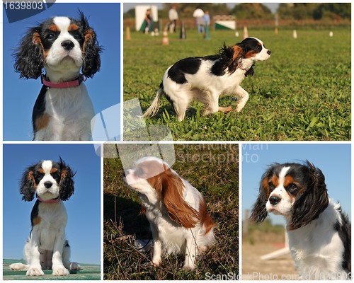 Image of cavalier king charles