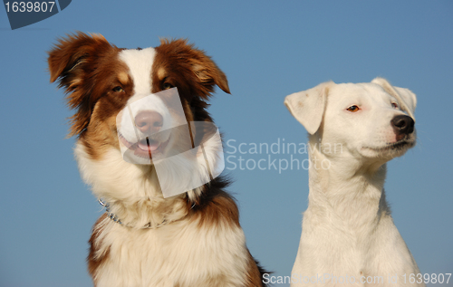 Image of two friends dogs